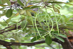 Alstonia scholaris